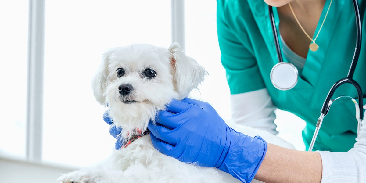 New laws target vet workforce, regional services