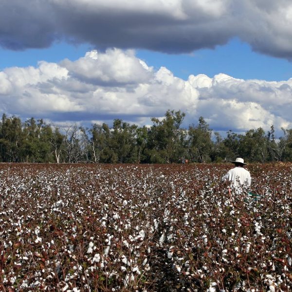 Cotton industry calls for visa clarity