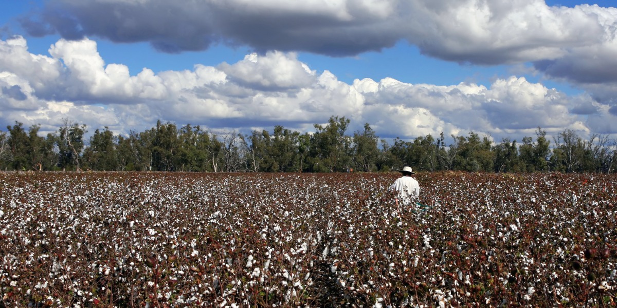Cotton industry calls for visa clarity