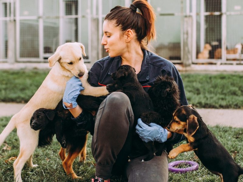 $1.5m in animal welfare grants now open