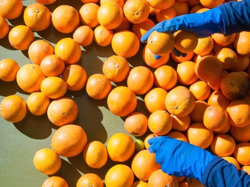 Sustainability the key to ag workforce puzzle