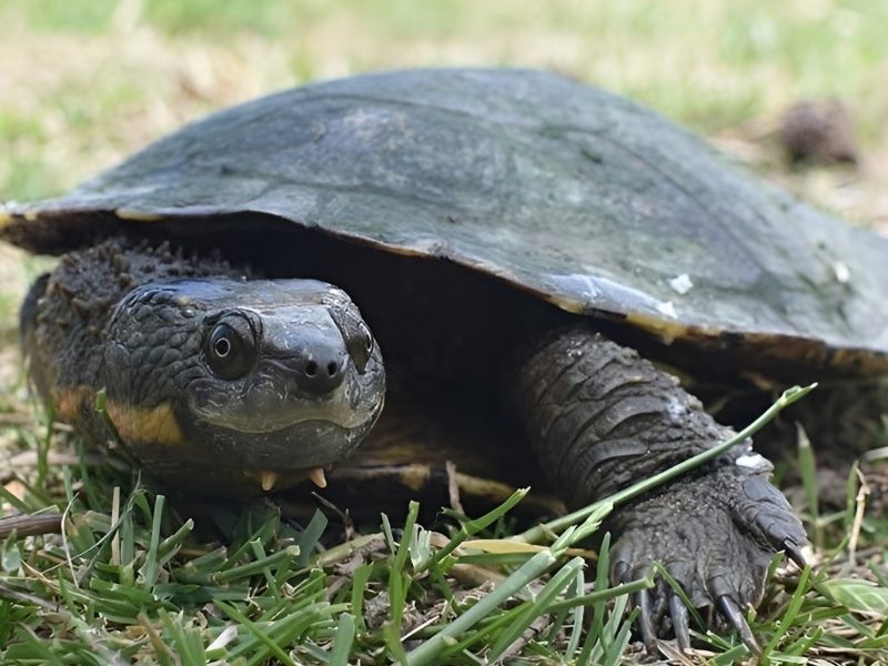 Aboriginal communities lead effort to bring endangered Bell’s turtles back to Northern Tablelands rivers