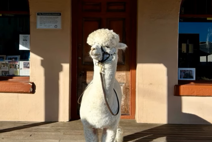 Alpaca joins mental health advocate on fundraising road trip