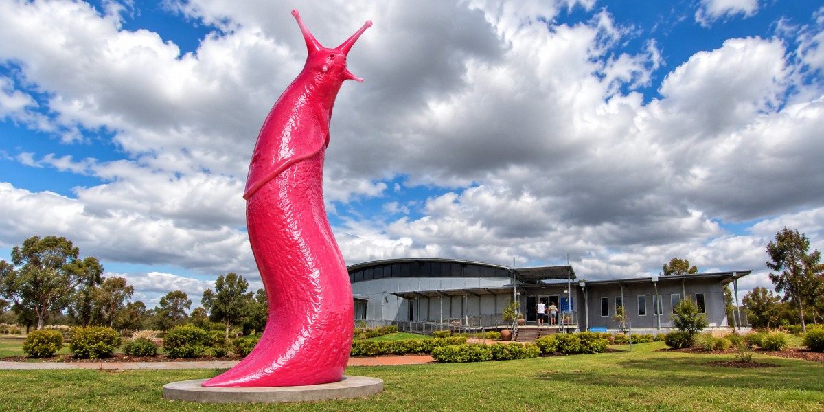 Narrabri’s pink slug goes giant and global