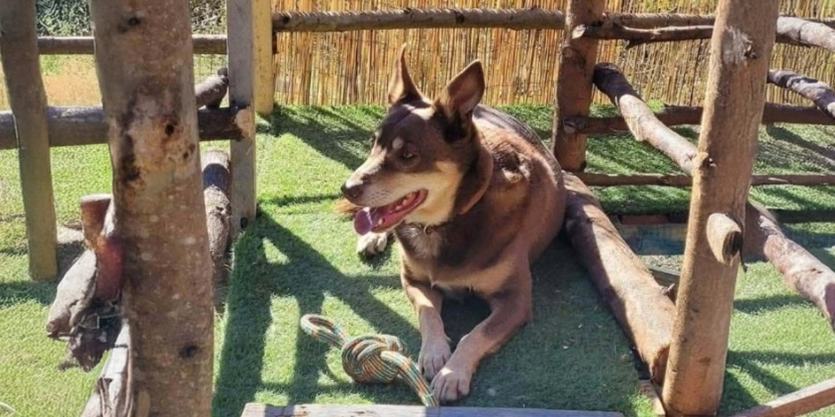 Search underway for beloved dog  after fatal Ashford crash