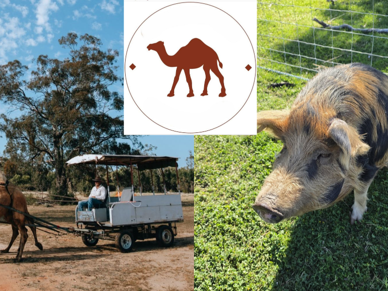 Camels, wagon tours and country camping on the way to Narrabri
