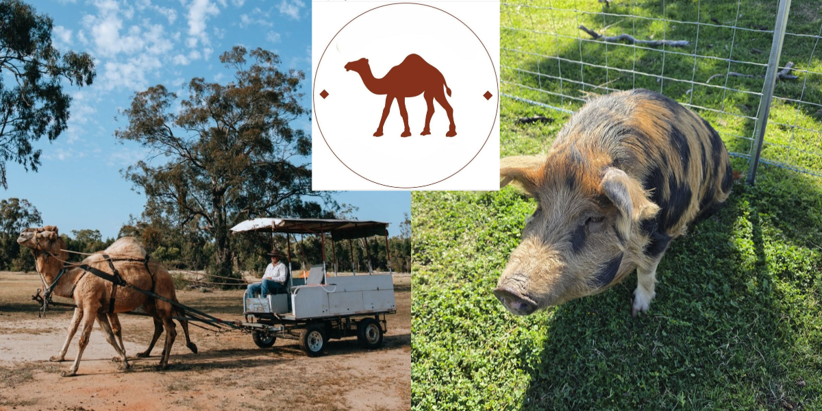 Camels, wagon tours and country camping on the way to Narrabri