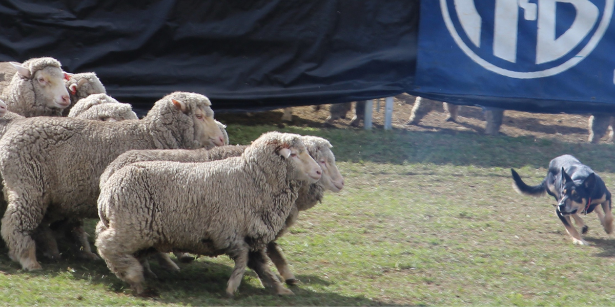 Tails to wag over new Autumn Festival event in Armidale