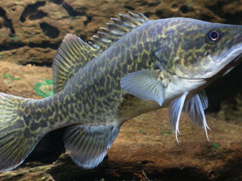 Tamworth community comes together for Murray Cod release