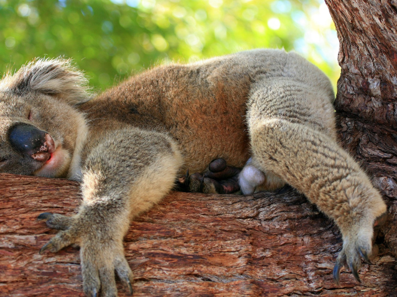 Australian Koala Foundation Team Visits Warialda