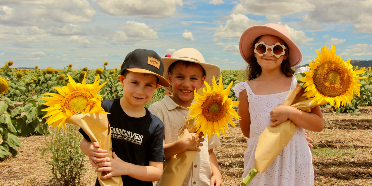 Visitors invited to explore the Liverpool Plains Sunflower Trail