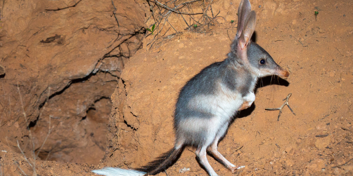 Easter Bilbies thriving in the Pilliga
