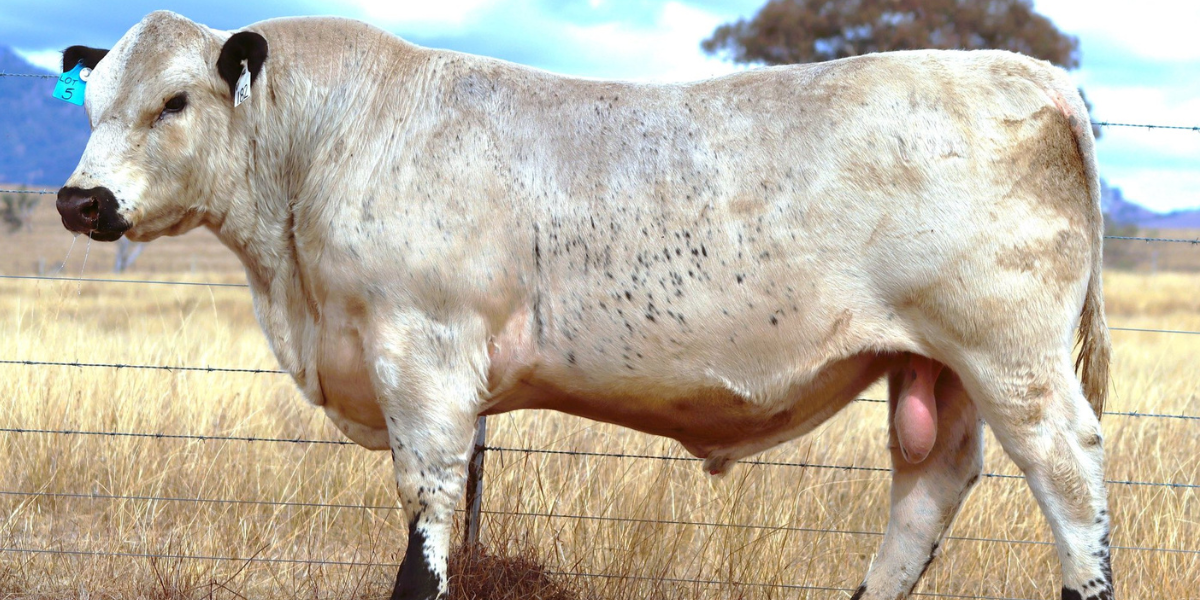Speck Fest set to bring beef, community and big ideas to Nundle