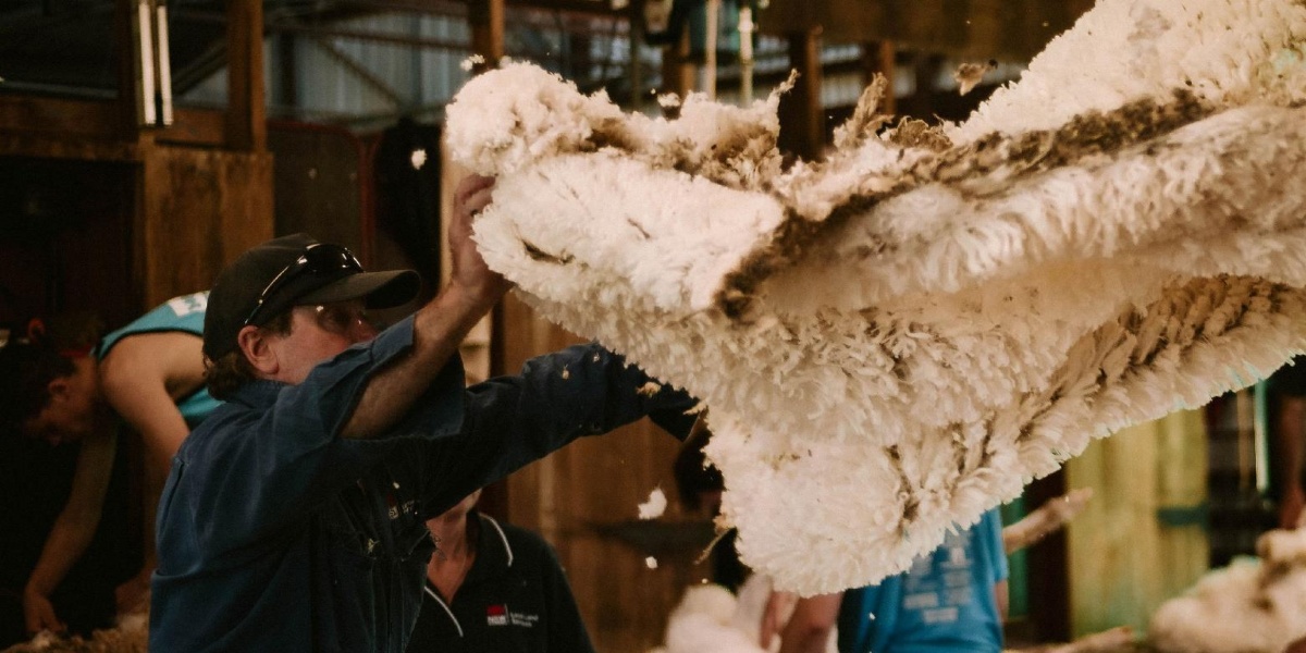 Staying in Sheep – free workshops for sheep producers this August