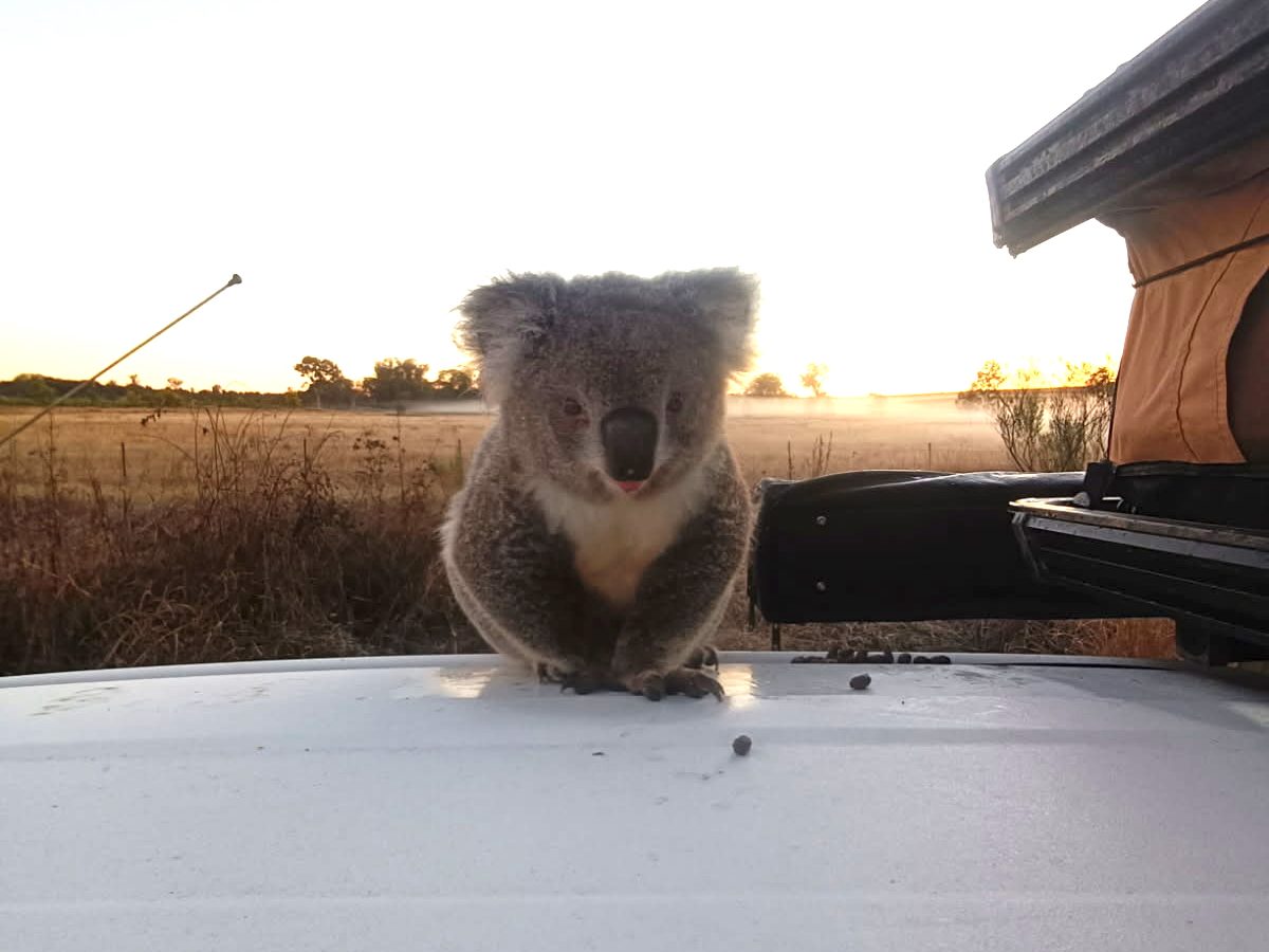 Late-night rescue and loop through the McDonald’s Drive-Thru saves injured koala near Inverell