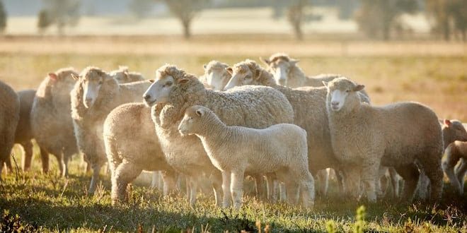New opportunity for mixed farmers to adopt research innovations through Producer Demonstration Sites